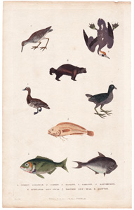 1. Common Gallinule  2. Gambet  3. Gannet  4. Garganey  5. Gattorugine  6. Lunulated Gilt-head  7. Toothed Gilt-head  8. Glutton 